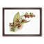 Magnolia Flowers Illustration Tab.73 by Frederick Sander - Picture Frame Art Print-55576840-55576844