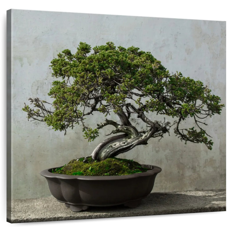 Harnek Potted Bonsai Pine
