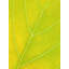 Autumn Leaf by Philippe Monthoux-65800427-132455110