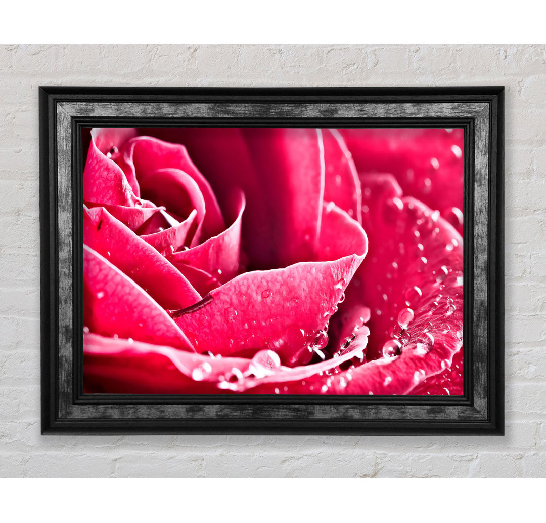 Rose Petals In Bloom - Single Picture Frame Kunstdrucke