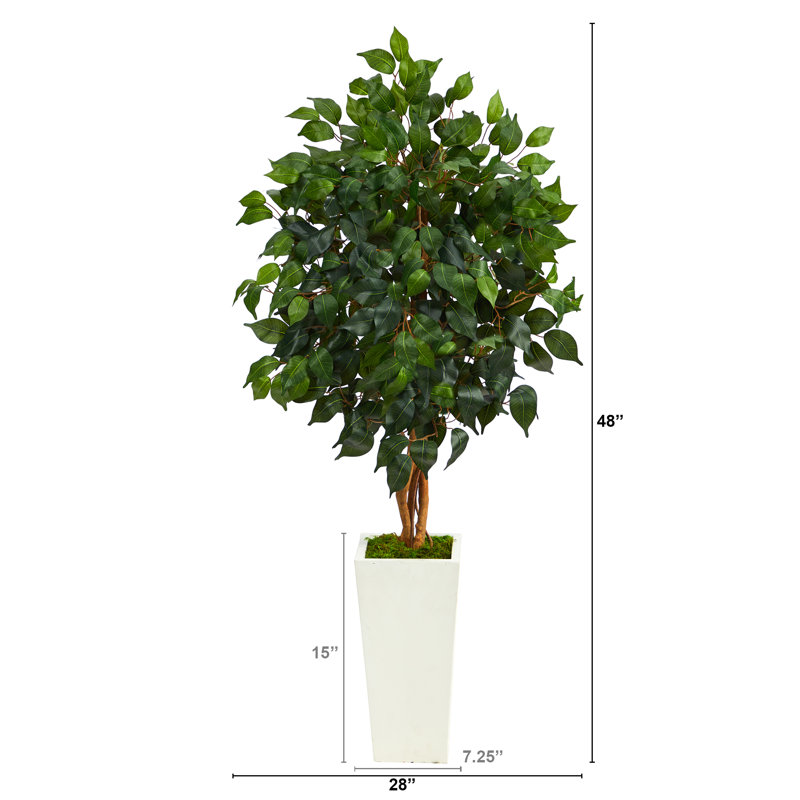 Faux Ficus Tree in Clay Planter, 48" H x 28" W x 26" D, White