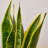House Plant Shop Live Foliage Plant Low Maintenance Plant Rattan
