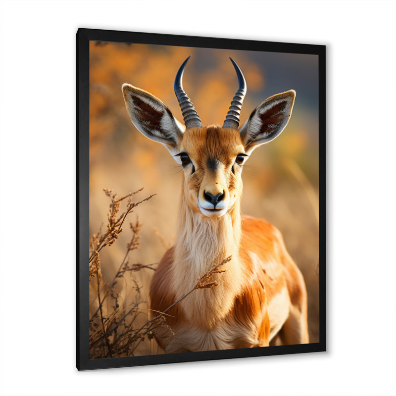 Antilope Kendon, photo I - impression, Cadre simple noir, H 32 po x l 16 po x P 1 po