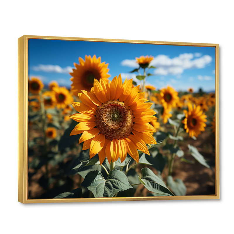Tournesols jaune champ vibrant II, Cadre flottant doré, H 16 po x l 32 po x P 1 po