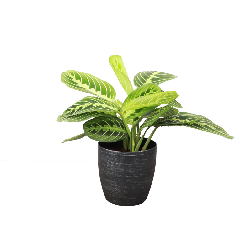 Live Lemon Lime Prayer Plant in Classic Pot, Silver