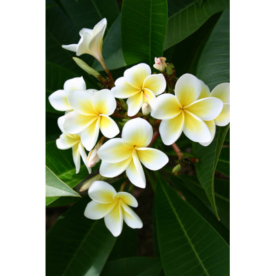 Frangipanis - Wrapped Canvas Print