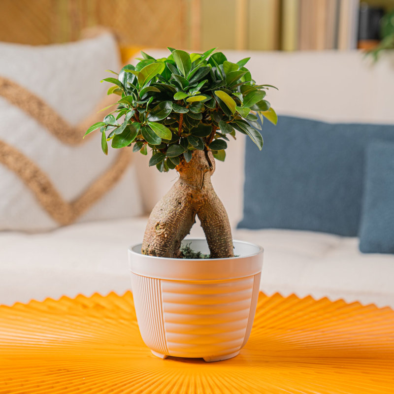 Indoor Bonsai Ficus Ginseng House Plant - Thumbnail 2