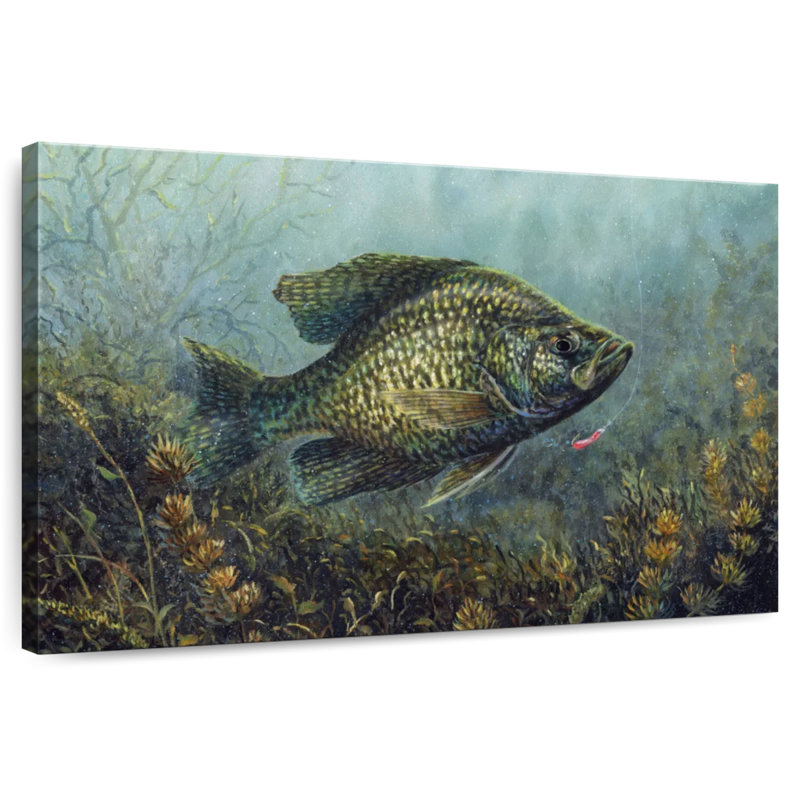 Brampt Black Crappie, 26" H x 39" W