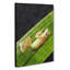 Frog Vol.1 - Wrapped Canvas-61855169