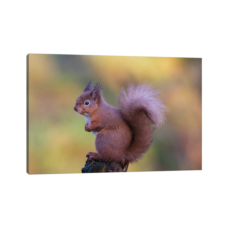 Grumpy by Howard Ashton-Jones - Wrapped Canvas Print, 66.04 cm H x 45.72 cm W x 3.175 cm D