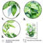 Herbes, menthe, fraîcheur 1 - Art floral-743447315-777296837