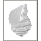 Silver Leafed Shell 2' Framed Graphic Art Print on Glass