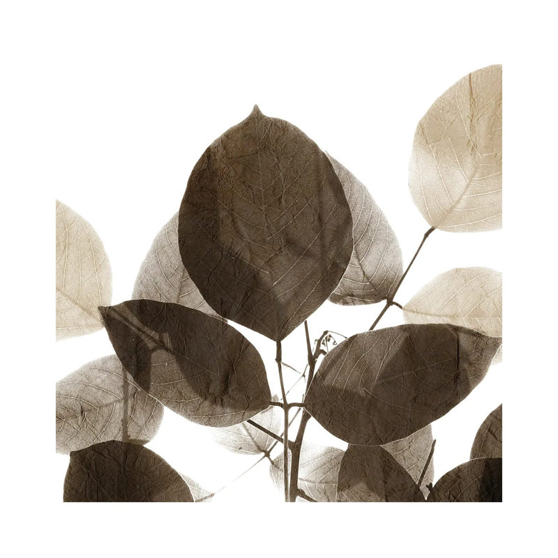 Chocolate Leaves I by Kimberly Allen - Wrapped Canvas Print, 30.48 cm H x 30.48 cm W