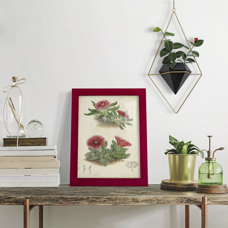 Cactus antique V encadré sur papier, Rouge, H 11 po x l 9 po x P 1 po