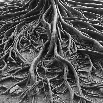 " Roots Of Old Tree " by Foto76