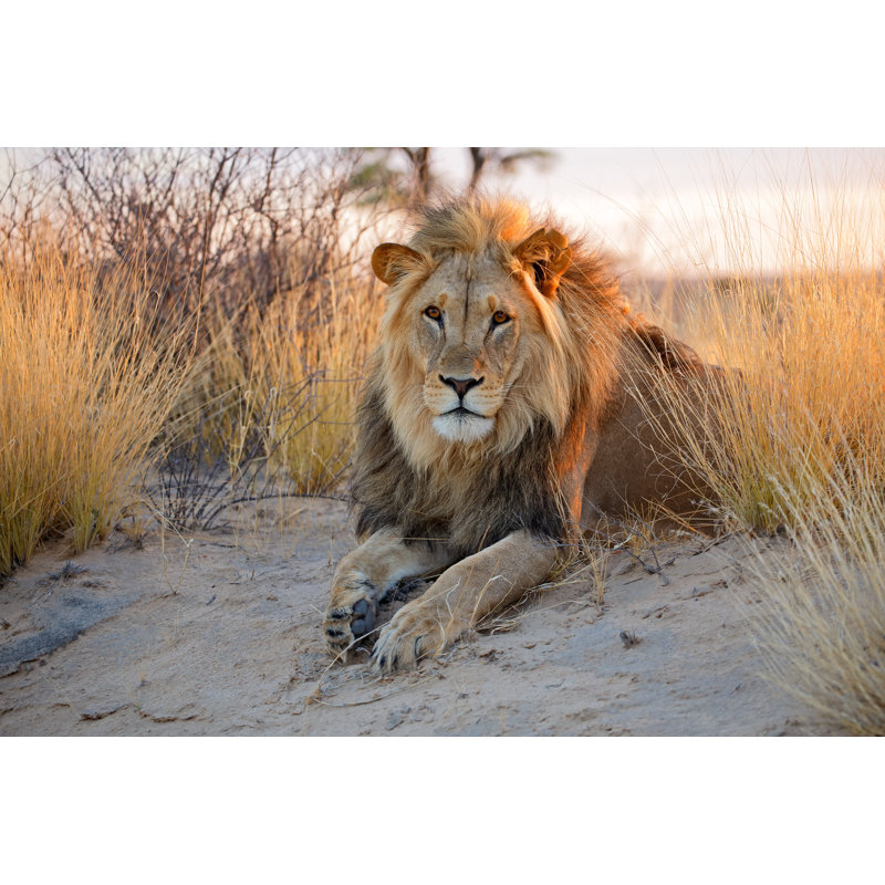 Big Male African Lion by Ecopic - Wrapped Canvas Print, 50.8cm H x 76.2cm W