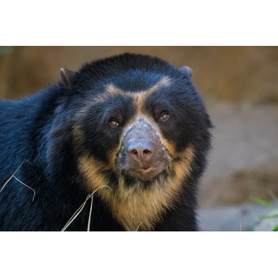 Spectacled Bear par Thorsten Spoerlin - Photographie sur toile tendue
