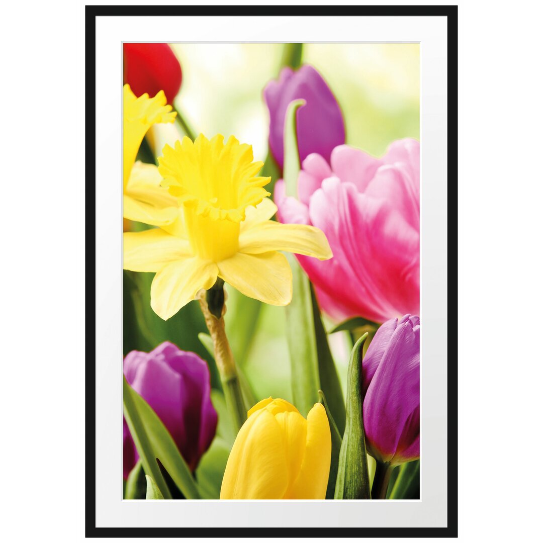 Gerahmtes Poster Osterglocken und Tulpen