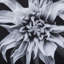 Black And White Flower Epoxy F Print