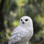  White Snowy Owl on branch | Handcrafted Decorative Bird Statue for Home & Garden | Premium Polyresin, Weather-Resistant Indoor/Outdoor Decor