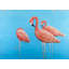 Groupe de flamants roses - Toile encadrée exotique pour la décoration intérieure