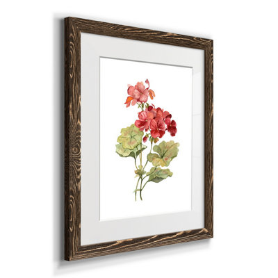 Écarlate géranium - Reproduction d'art sur papier encadrée