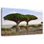 Alvord deux sapins Socotra-108888796