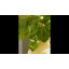 Bouquet de verdure 22 po Wild Garden-1243126173