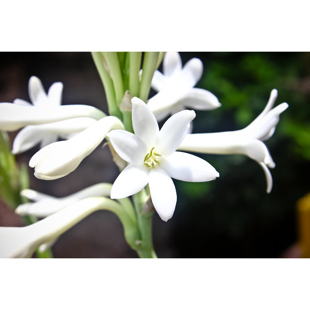 Leinwandbild Tuberose Flowers