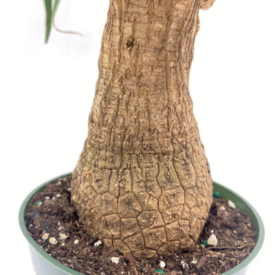Ponytail Palm Tree Nolina Recurvata Beaucarnea Recurvata