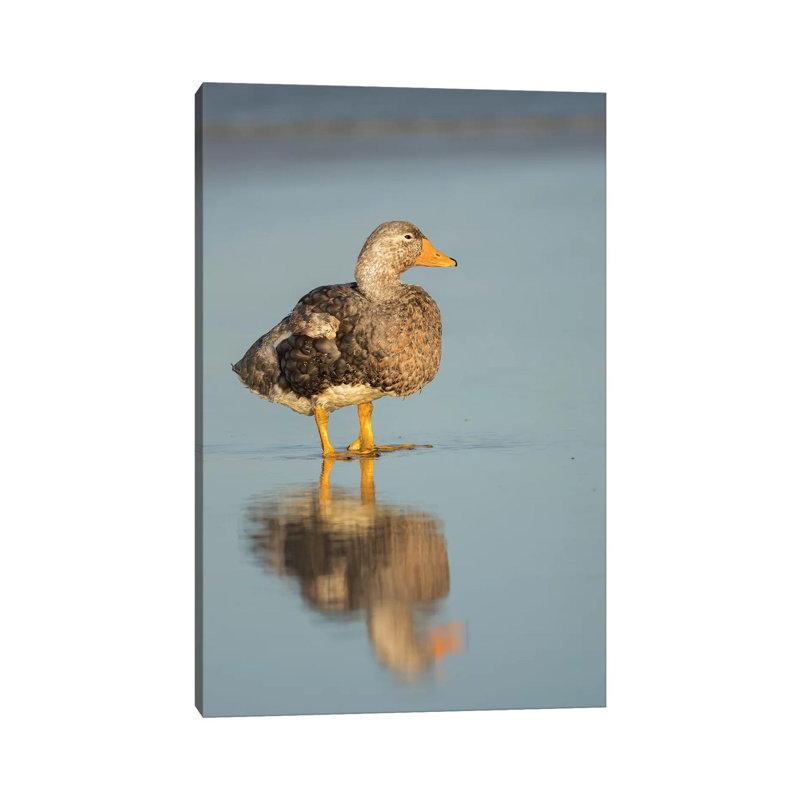 Male Falkland Flightless Steamer Duck, Falkland Islands by Martin Zwick - Wrapped Canvas Print