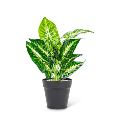 Grande plante à feuilles