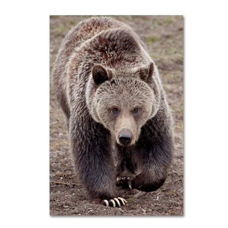 Ann "Bears", reproduction de photo sur toile tendue, H 19 po x l 12 po