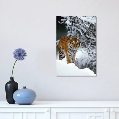 Siberian Tiger Walking In Snow, Siberian Tiger Park, Harbin, China by Konrad Wothe - Wrapped Canvas Print