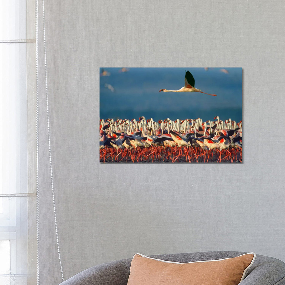 Lesser Flamingo Flying Over Flock, Lake Nakuru, Kenia von Tim Fitzharris - Galerie-Giclée auf Leinwand