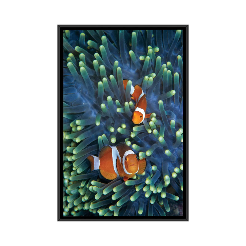 « matin anemonefish pair », impression sur toile, H 26 po x l 18 po x P 1,5 po, Toile avec cadre noir, Pas de tapis