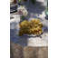 Nappe Peeples - bleu / brun - 71 po x 106 po-1081222183