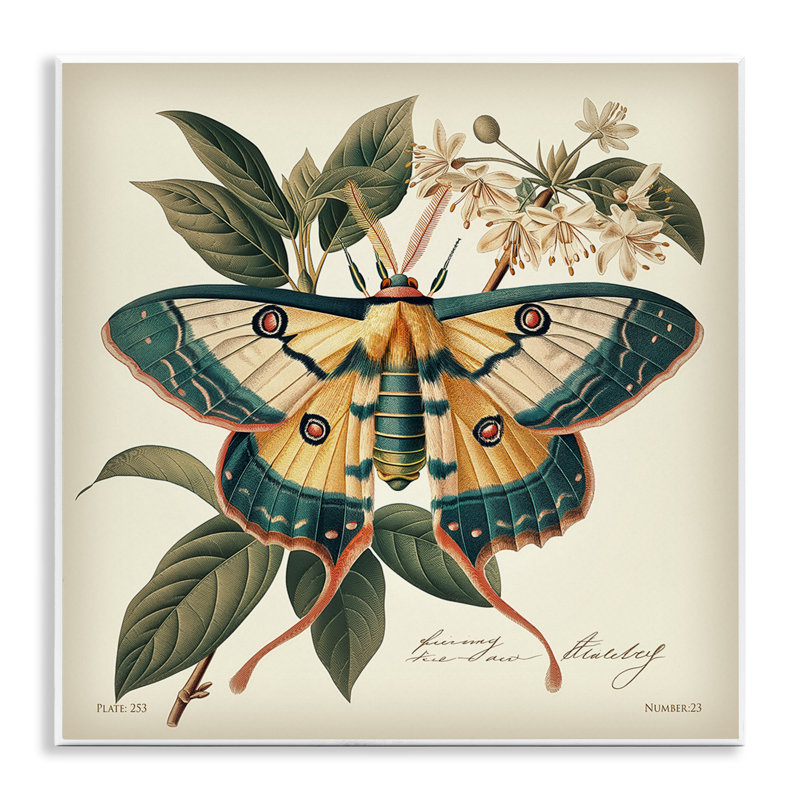 «Vintage Moth & Plant Study» par Steve Huntziker