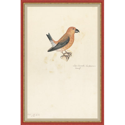 18th Century Bird Re-Strikes VII Painting