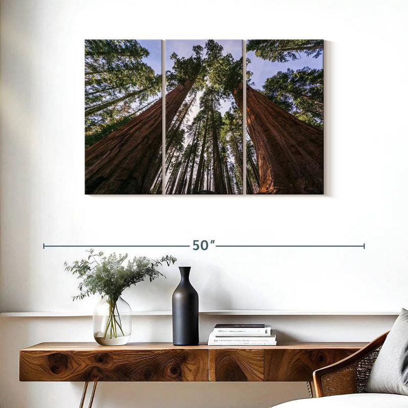 Sequoias From Below, 24" H x 38" W