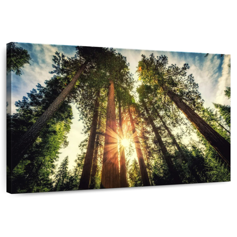 Coucher de soleil sur les arbres Harnek, H 32 po x l 48 po