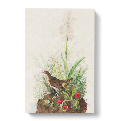 Tawny Thrush by John James Audubon - Wrapped Canvas