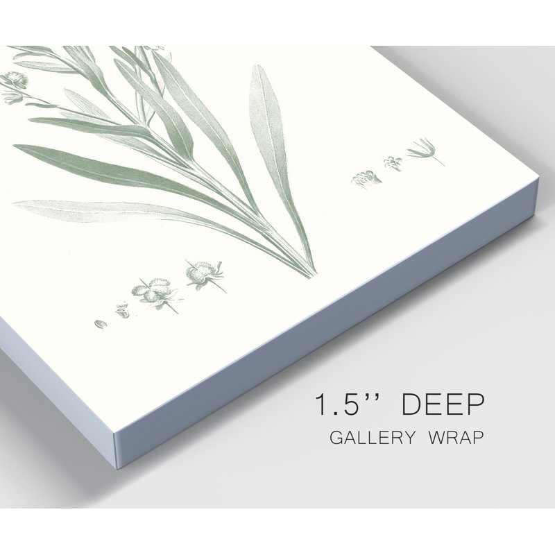 «Botanical Study in Sage I», reproduction d'art sur toile tendue, H 36 po x l 24 po x P 1 po