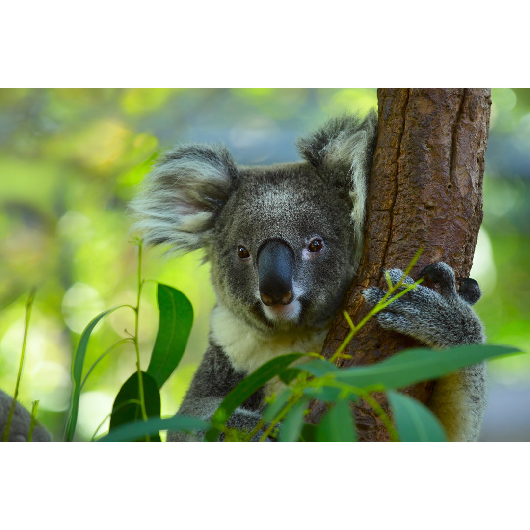 Koala by Mihtiander - Wrapped Canvas Print