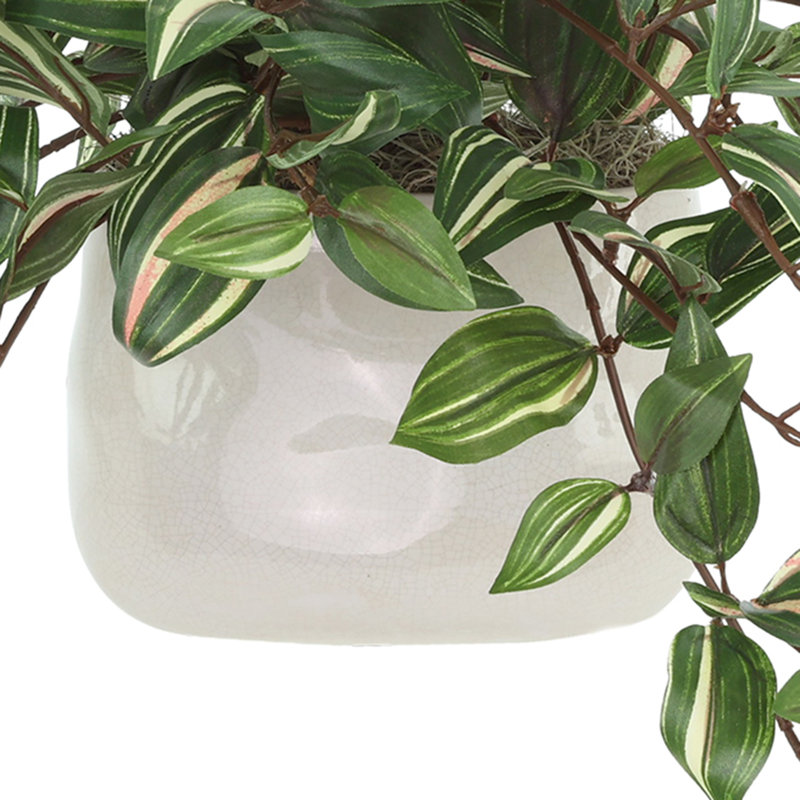 Tradescantia Zebrina Arranged In Ceramic Vase, 12"H x 21"W x 14"D, Green