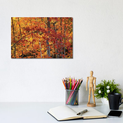 " Backlit Maples " by Brian Wolf