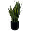 30" Snake Plant