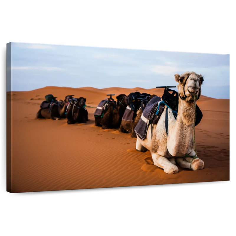Chameaux Brampt au Maroc, H 34 po x l 51 po