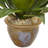 Agave Silk Plant in Glazed Clay Pot