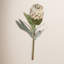 Flower Protea Stem